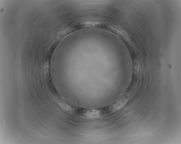 X0000073860369200608101256