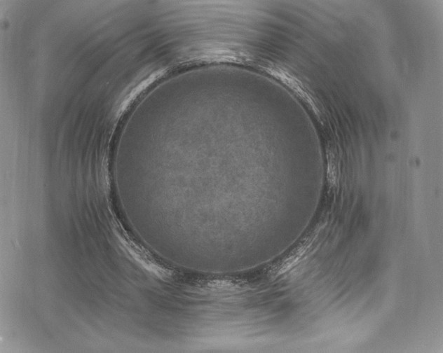 X0000073860390200608101256