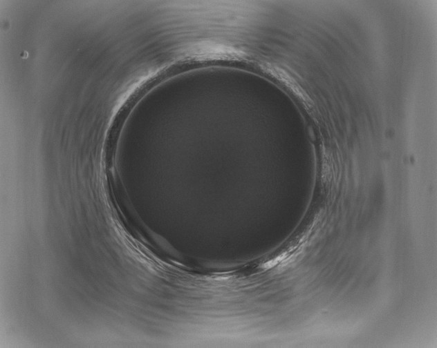 X0000073860391200608101256