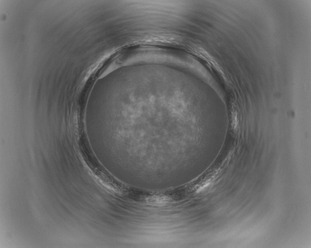 X0000073860444200608101254