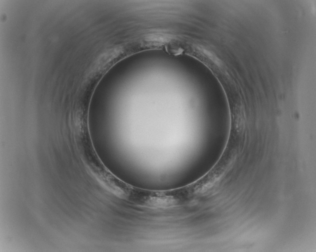 X0000073860455200608101255