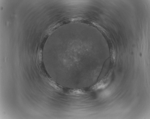 X0000073860475200608101255