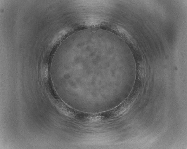 X0000073860495200608101254