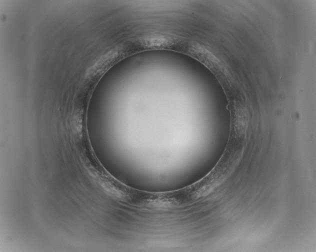 X0000073860545200608101253