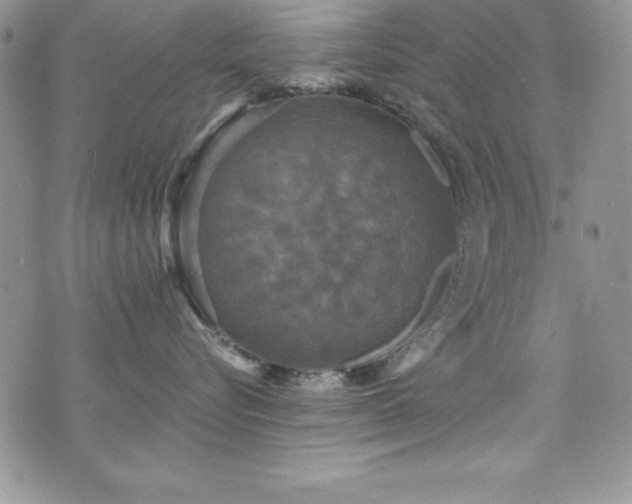 X0000073860576200608101253