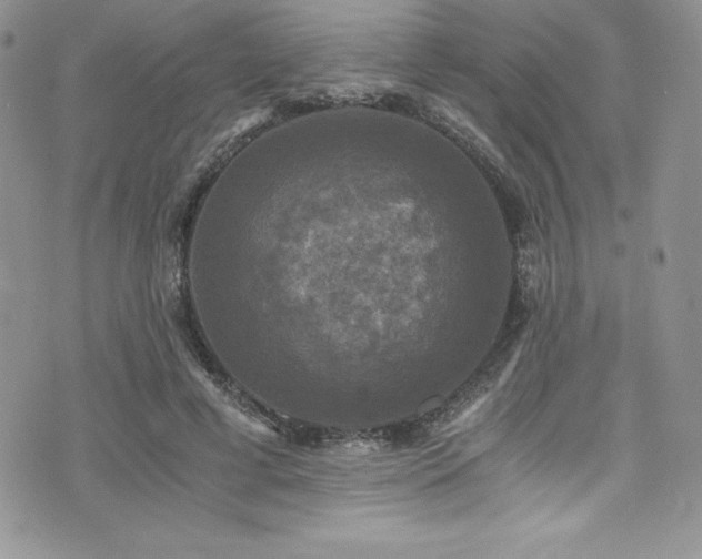 X0000073860593200608101252