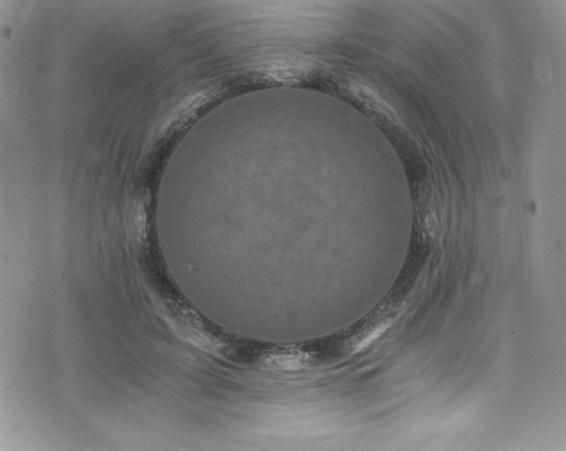 X0000073860595200608101252