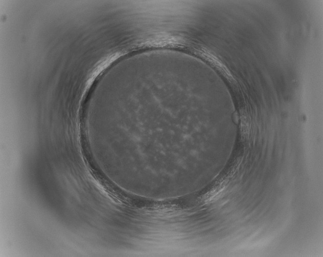 X0000073860626200608101251