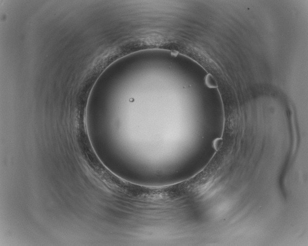 X0000073860639200608101251