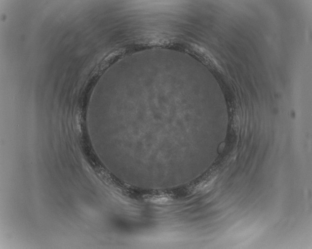 X0000073860643200608101251