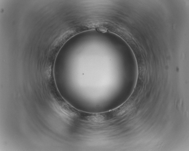 X0000073860652200608101251