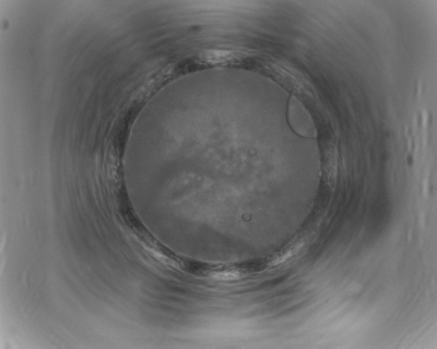 X0000073860653200608101251