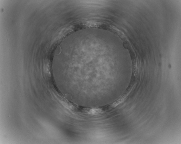 X0000073860663200608101252