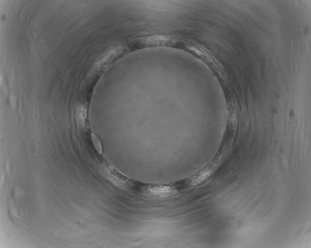 X0000073860669200608101252