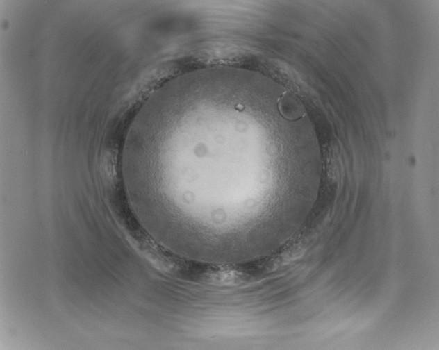 X0000073860695200608101251