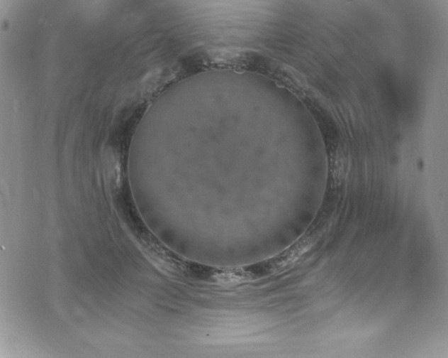 X0000073860703200608101251