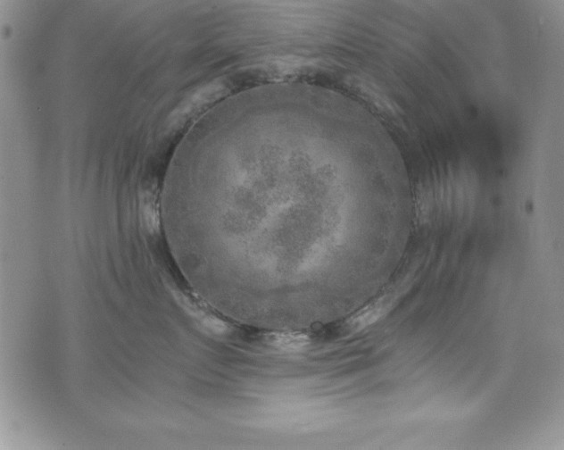 X0000073860719200608101250