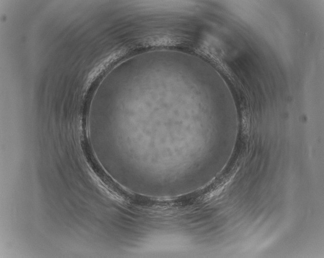 X0000073860725200608101250