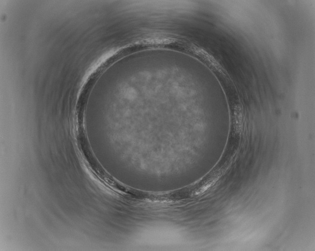 X0000073860726200608101250