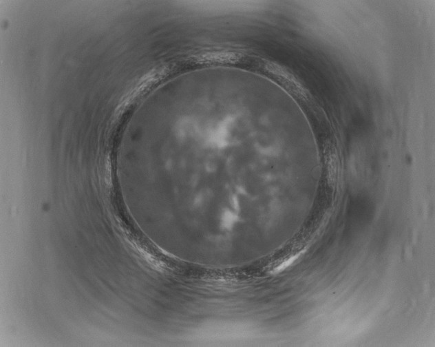 X0000073860729200608101250