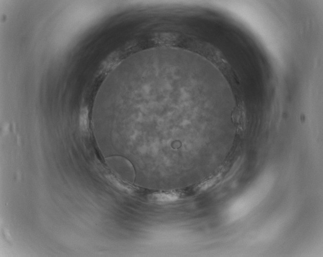 X0000073860765200608101250