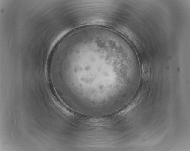 X0000073860780200608101249