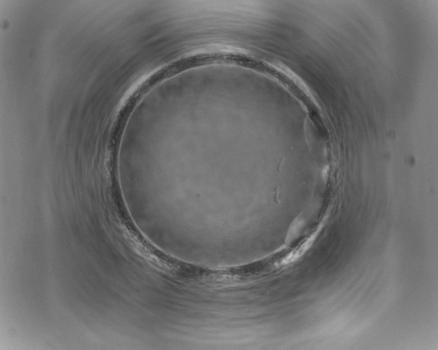 X0000073860783200608101249