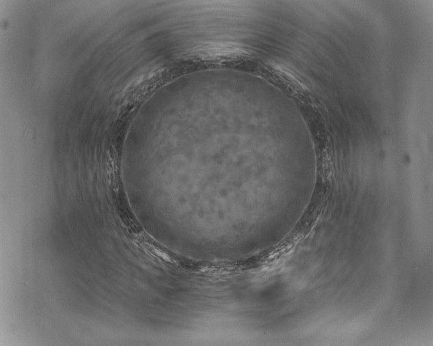 X0000073860917200608101246