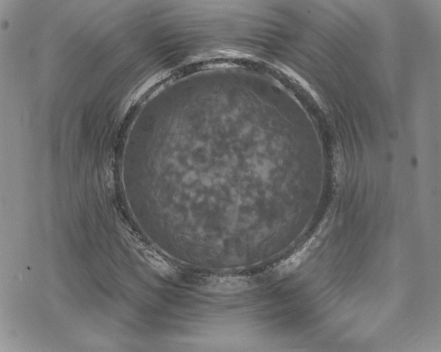 X0000073860921200608101246