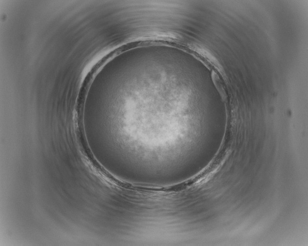 X0000073860928200608101247