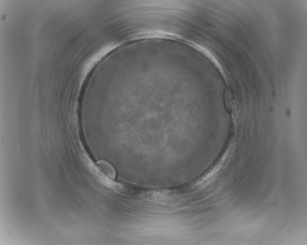 X0000073860995200608101246