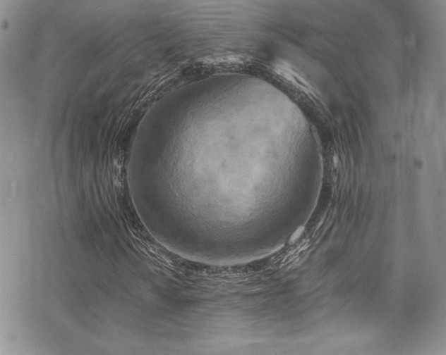 X0000073861010200608101245