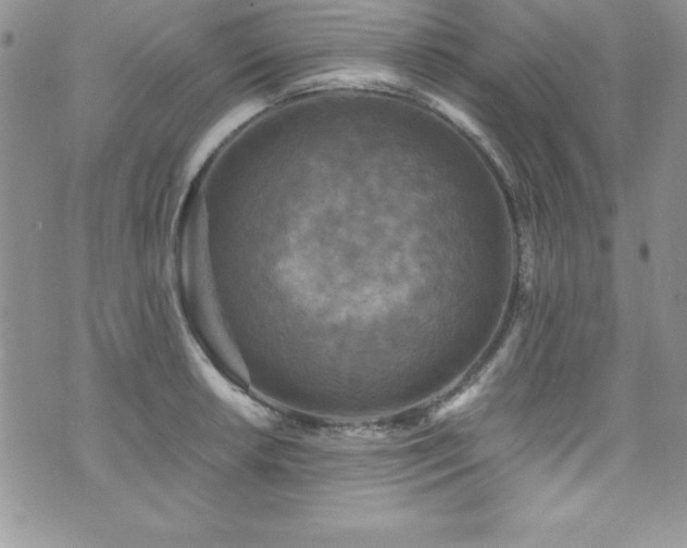 X0000073861042200608101245