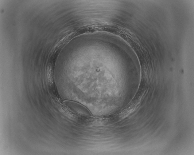 X0000073861060200608101245