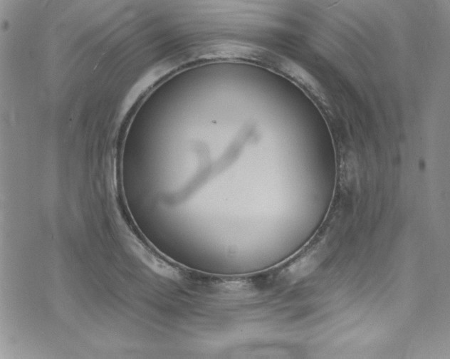 X0000073861130200608101244