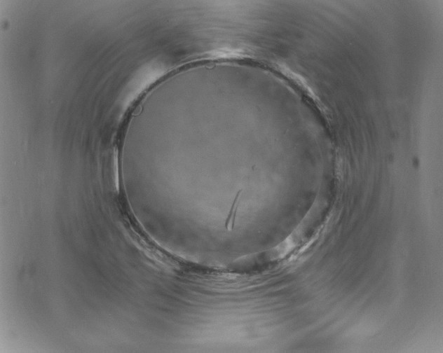 X0000073861171200608101243