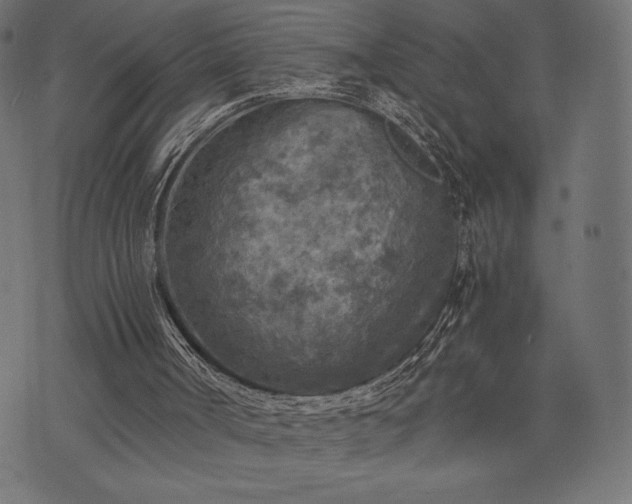 X0000073860002200608170954