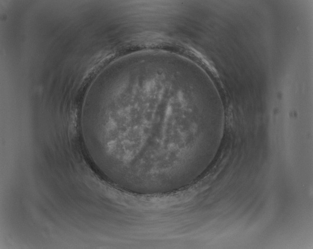 X0000073860018200608170954