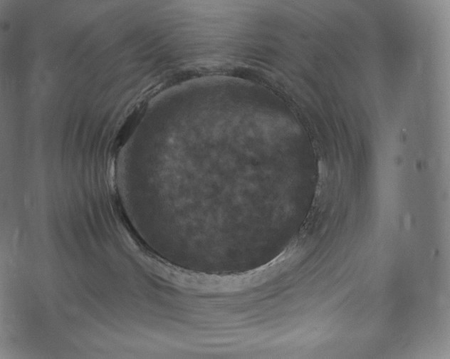 X0000073860048200608170953