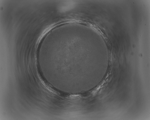 X0000073860055200608170952