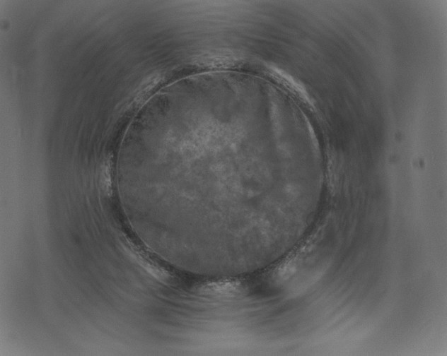 X0000073860065200608170953