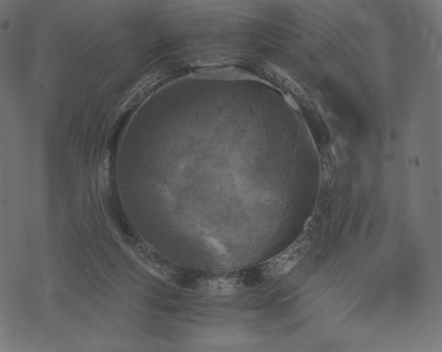 X0000073860163200608170951