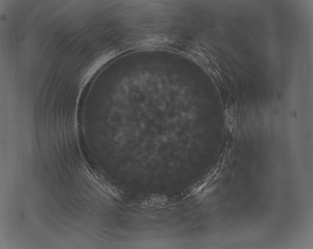 X0000073860196200608170951