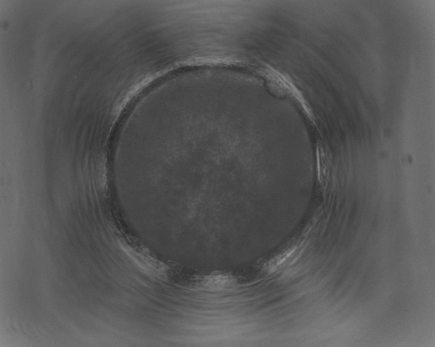 X0000073860204200608170951