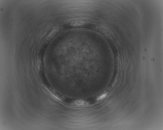 X0000073860227200608170950