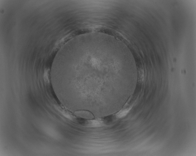 X0000073860286200608170950