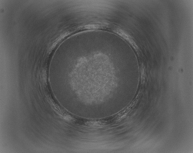 X0000073860297200608170949