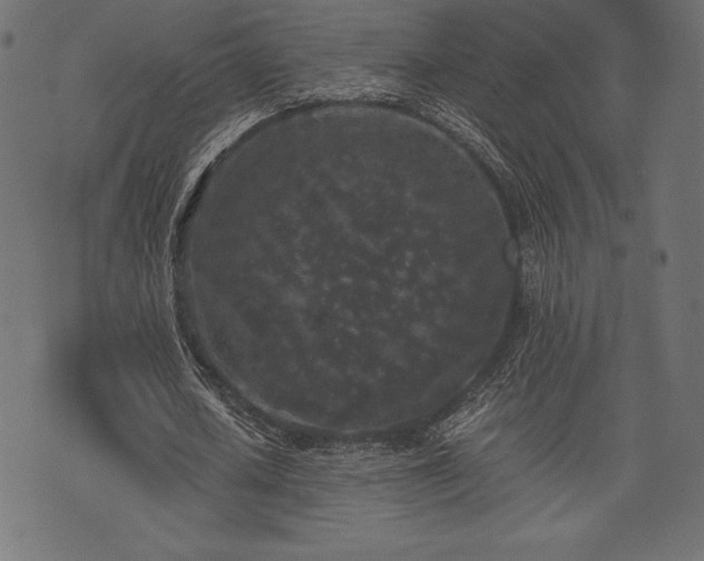 X0000073860626200608170943