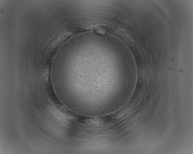 X0000073860652200608170943