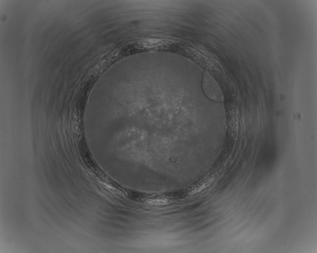 X0000073860653200608170943